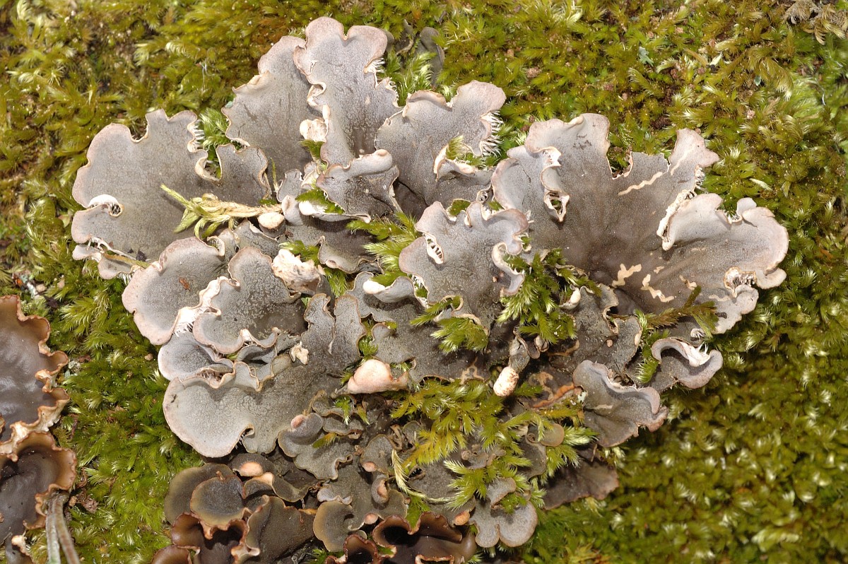 Peltigera rufescens
